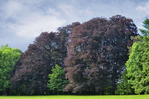 Bruno Decelle | entretien de patrimoines arborés
