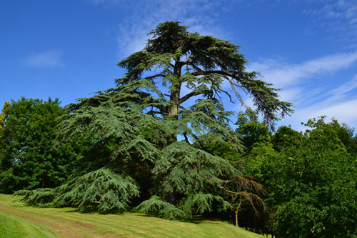 Bruno Decelle | entretien de patrimoines arborés